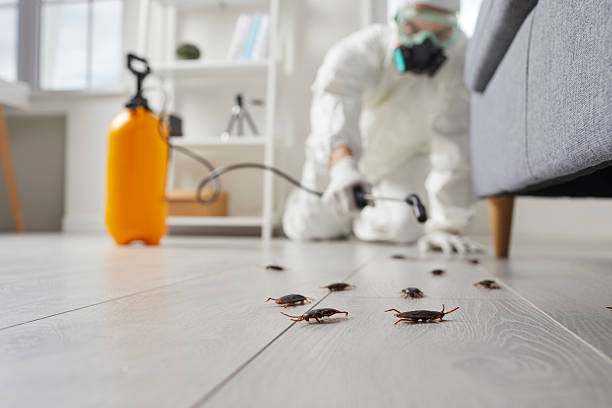 Commercial Kitchen Cockroach Control in St. Maries